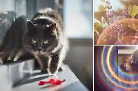 Image Thumbnail