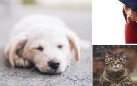 Image Thumbnail